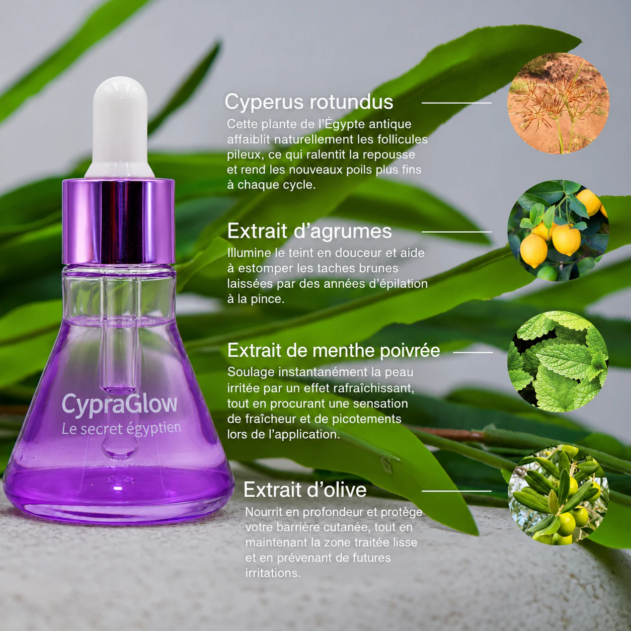 Infographie CypraGlow en français sur le Cyperus Rotundus, les agrumes, la menthe poivrée et l’olive.