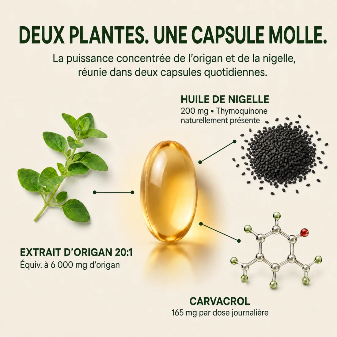Composition illustrée : origan, nigelle et capsule molle